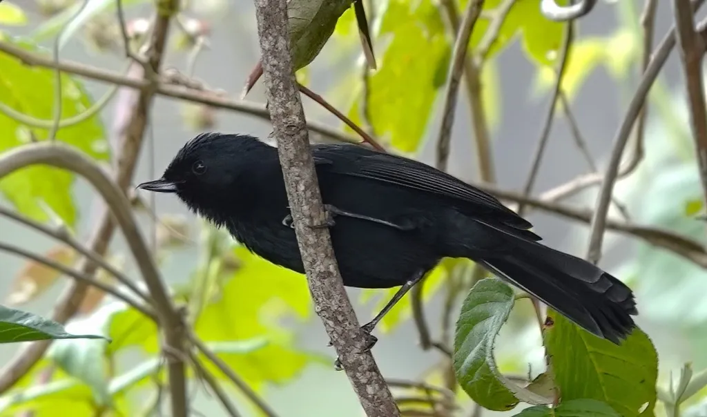 黑刺花鸟(Diglossa humeralis)