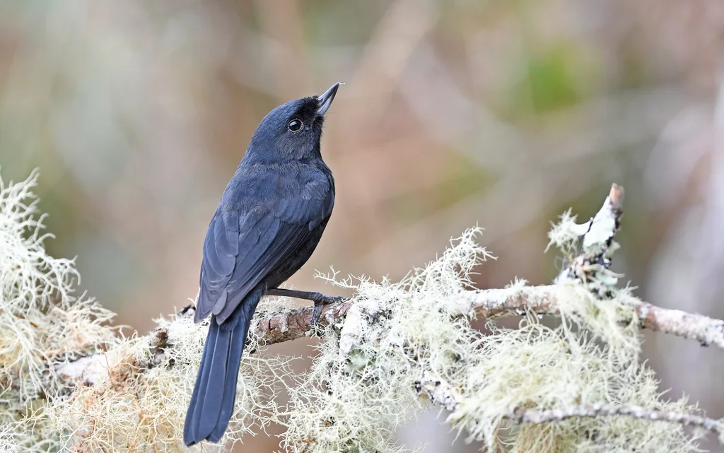 黑刺花鸟(Diglossa humeralis)
