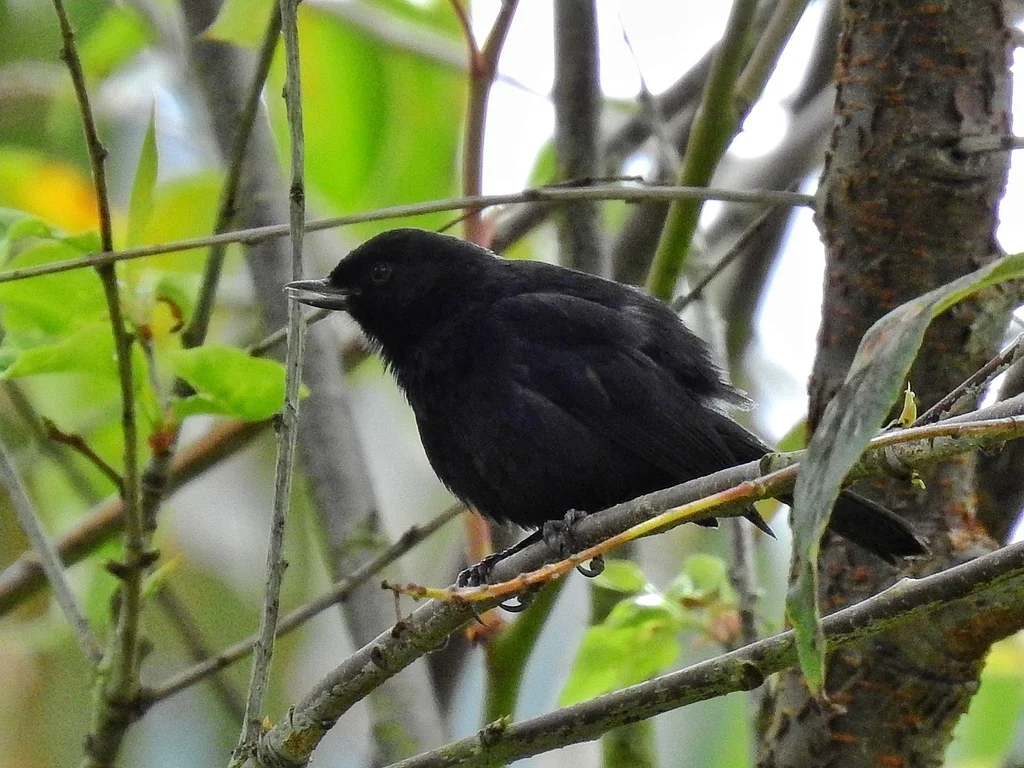 黑刺花鸟(Diglossa humeralis)