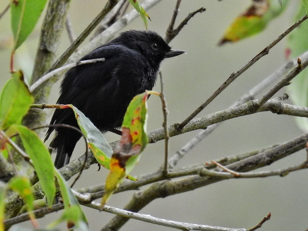 黑刺花鸟(Diglossa humeralis)