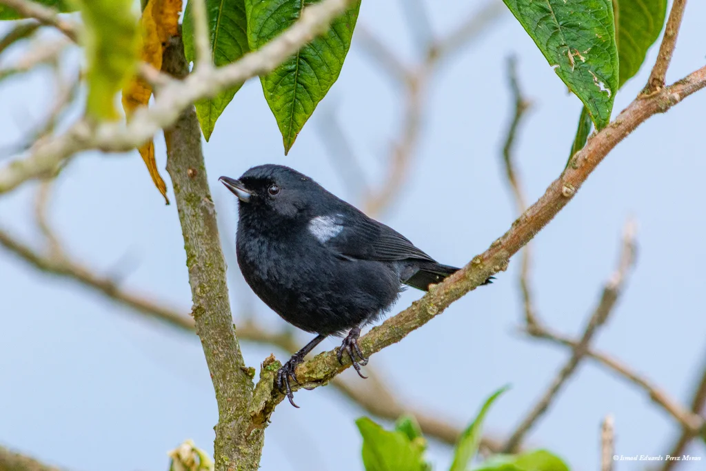 黑刺花鸟(Diglossa humeralis)