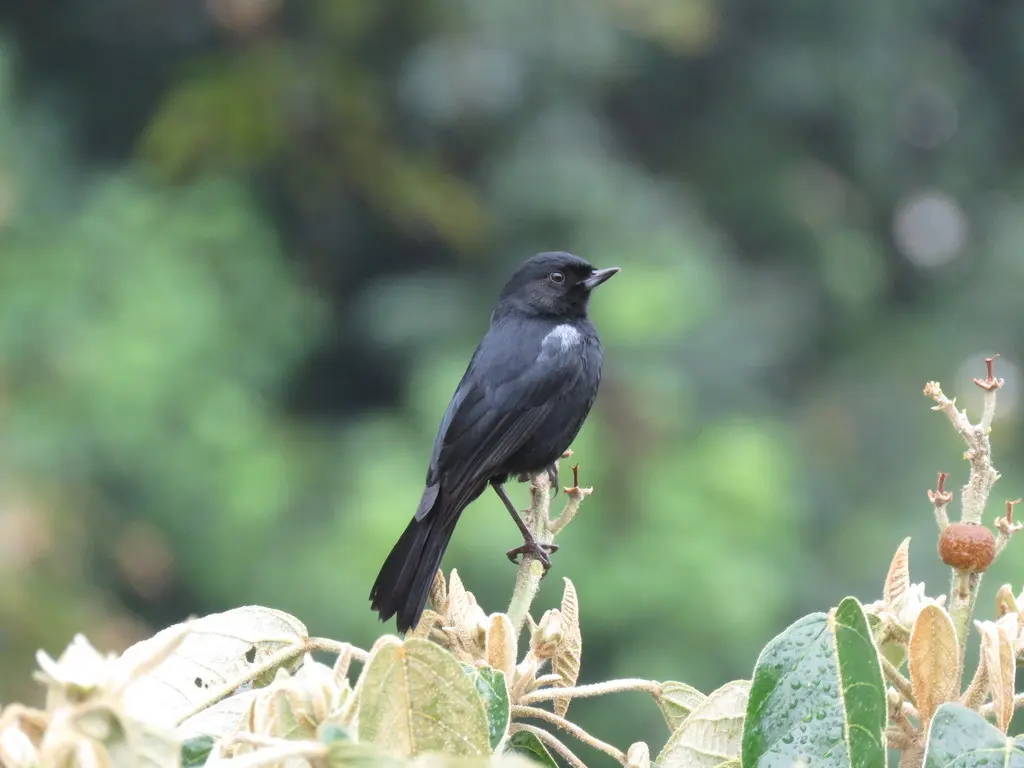 黑刺花鸟(Diglossa humeralis)