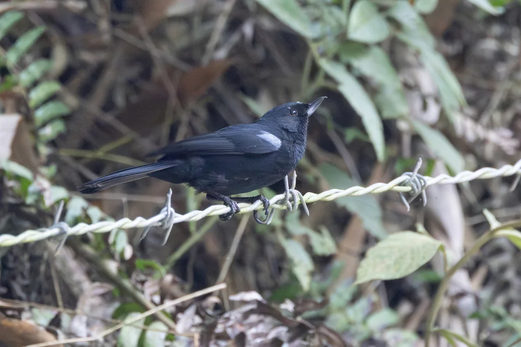 黑刺花鸟(Diglossa humeralis)