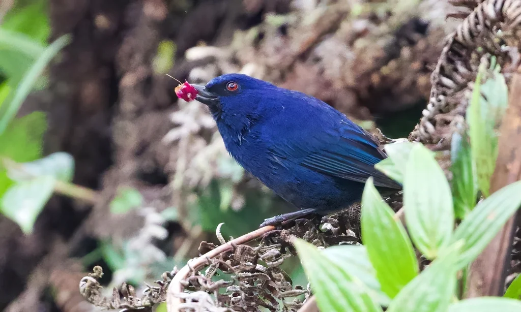 青刺花鸟(Diglossa indigotica)