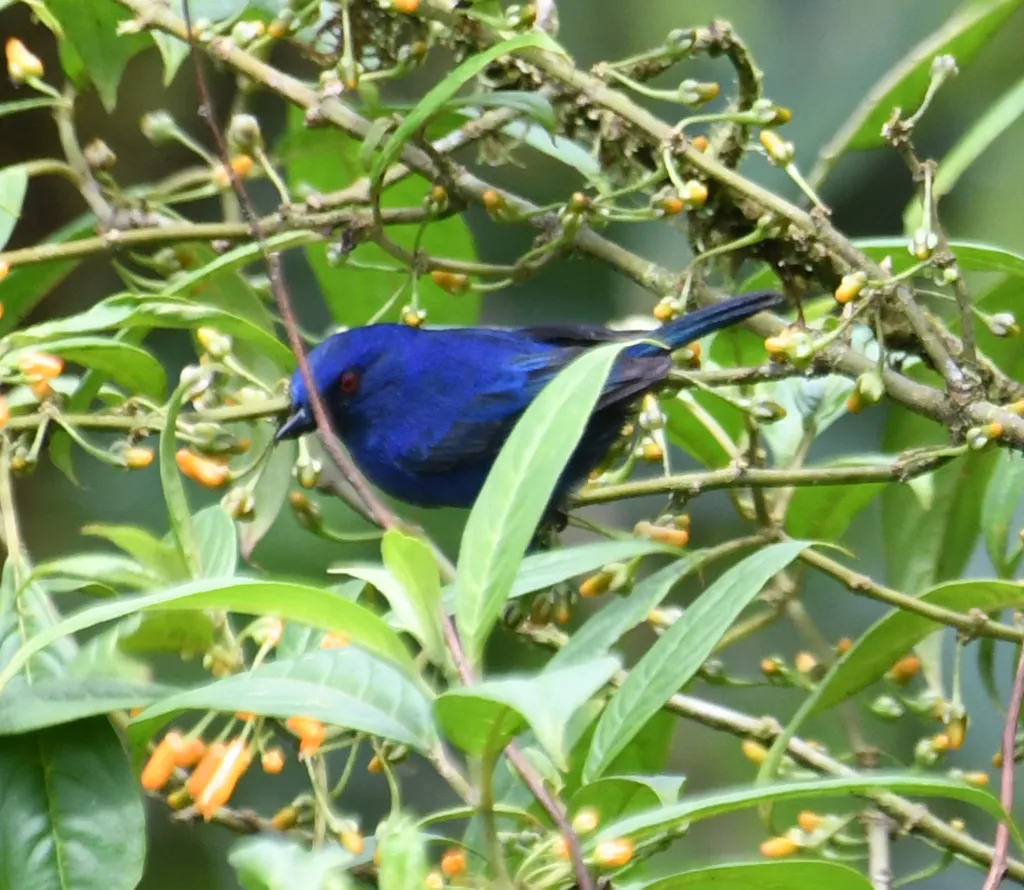 青刺花鸟(Diglossa indigotica)