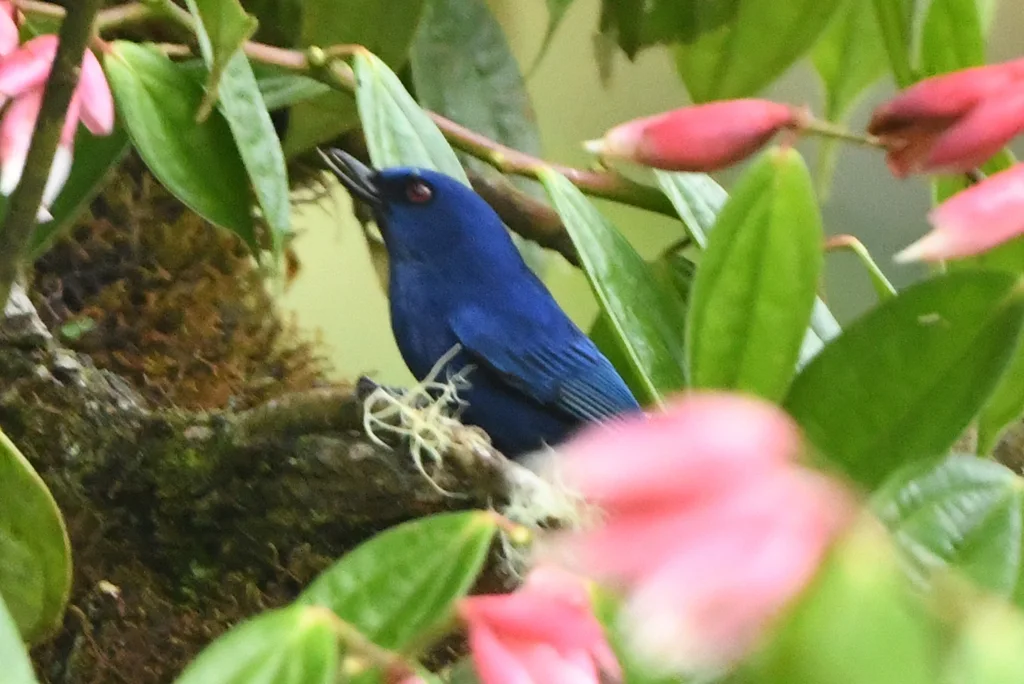 青刺花鸟(Diglossa indigotica)
