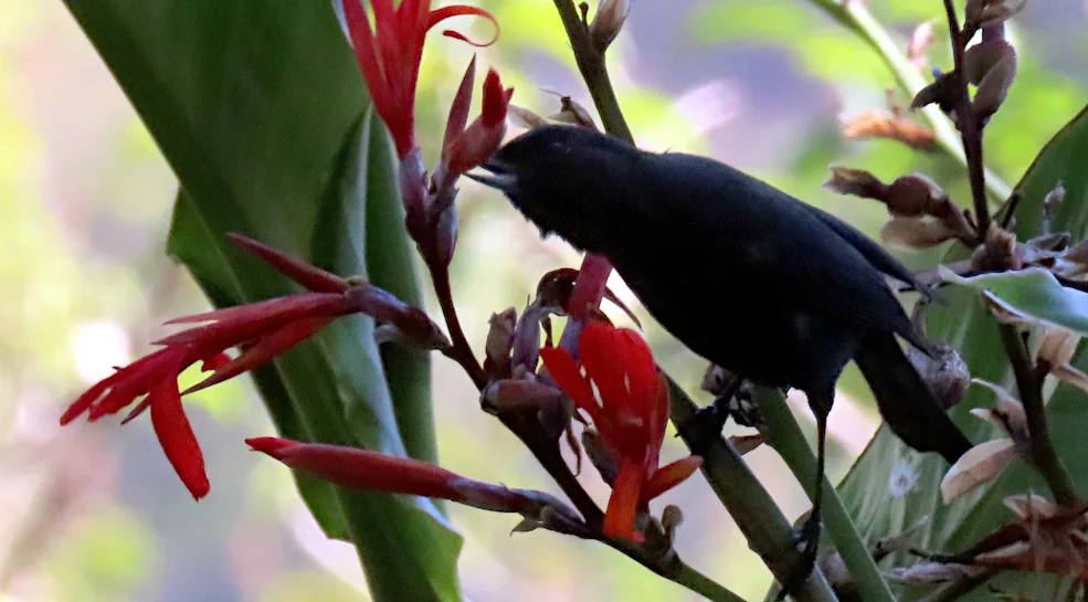 辉黑刺花鸟(Diglossa lafresnayii)