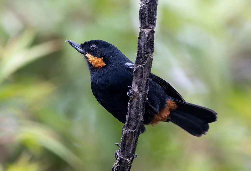 须刺花鸟(Diglossa mystacalis)