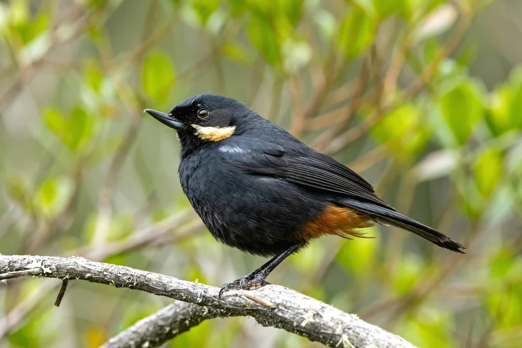 须刺花鸟(Diglossa mystacalis)