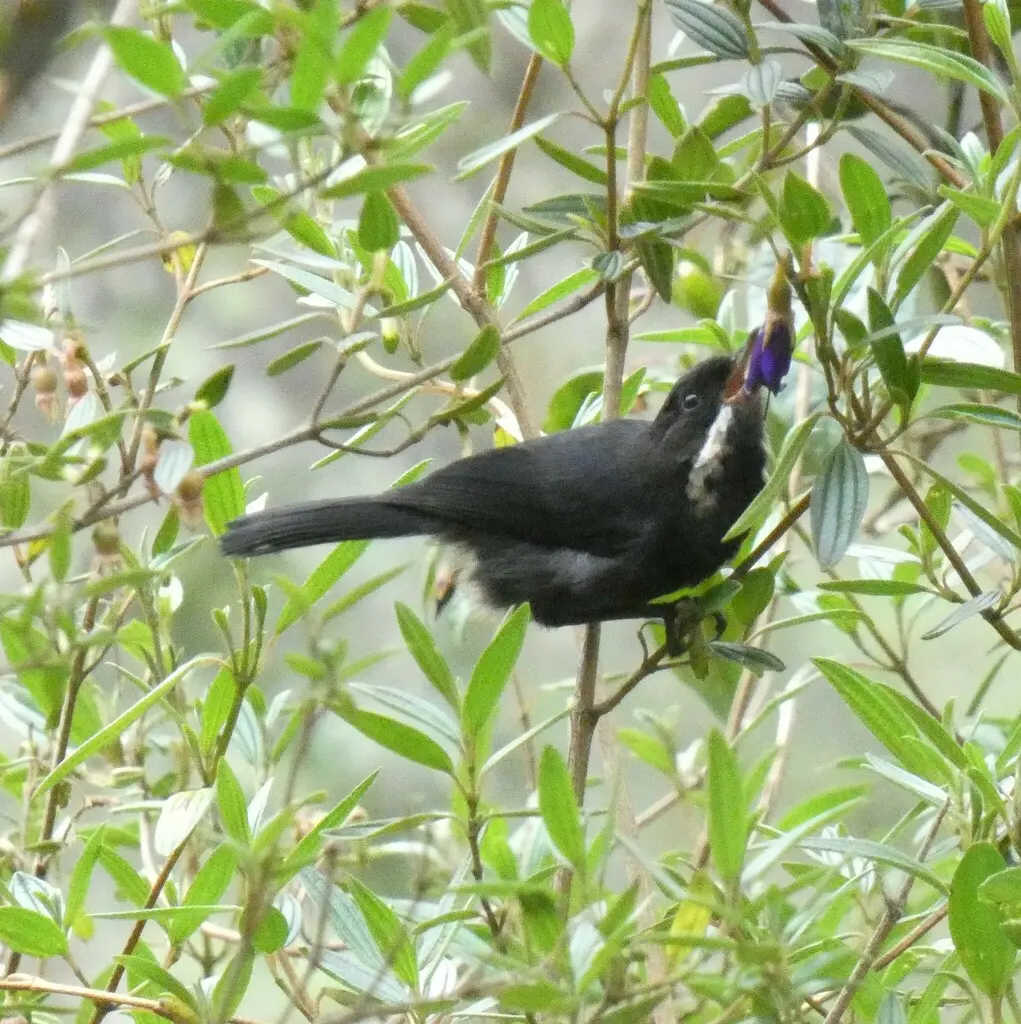 须刺花鸟(Diglossa mystacalis)