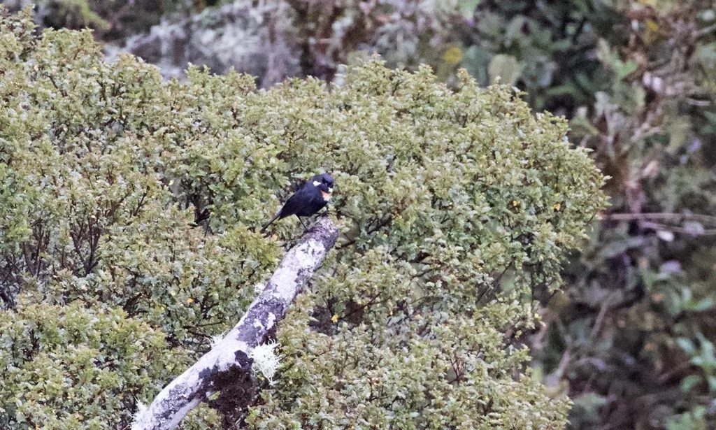 须刺花鸟(Diglossa mystacalis)