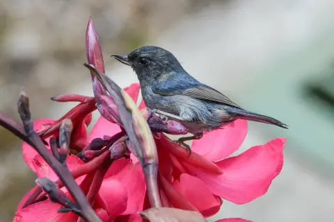 灰刺花鸟