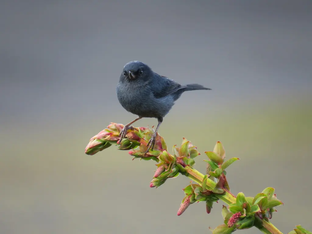 灰刺花鸟(Diglossa plumbea)
