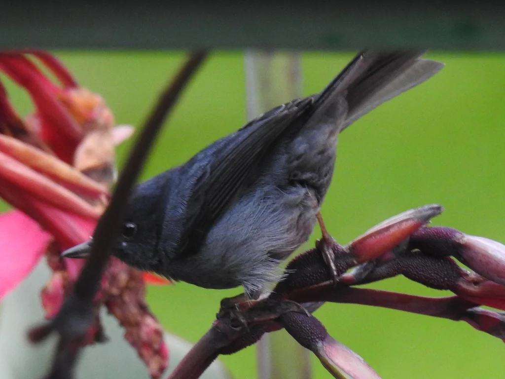 灰刺花鸟(Diglossa plumbea)