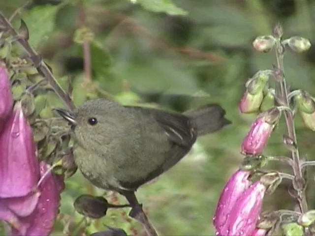 灰刺花鸟(Diglossa plumbea)