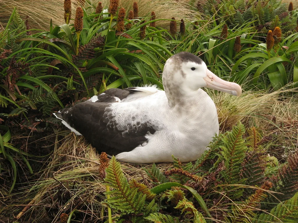 安岛信天翁(Diomedea antipodensis)
