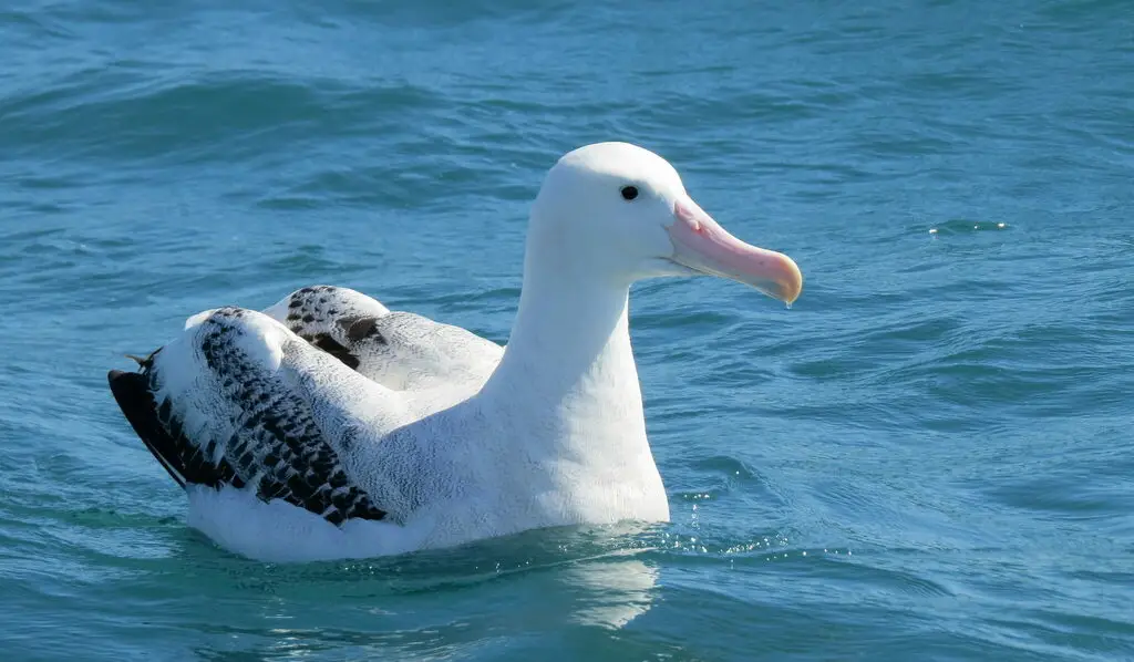 安岛信天翁(Diomedea antipodensis)