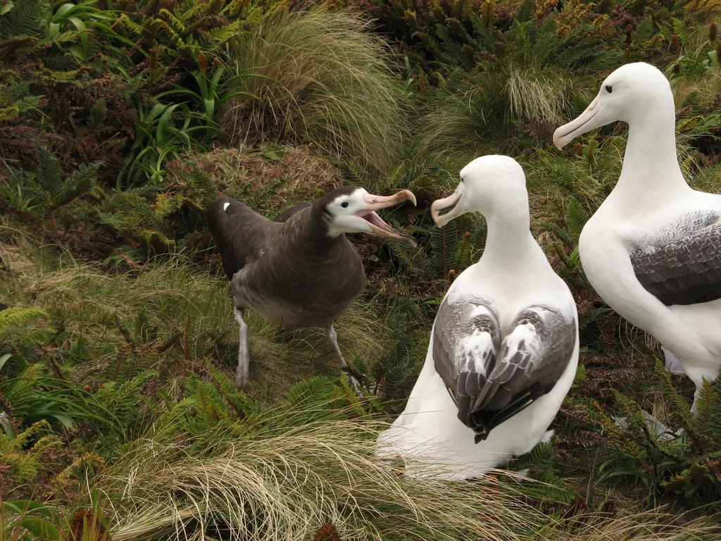 安岛信天翁(Diomedea antipodensis)