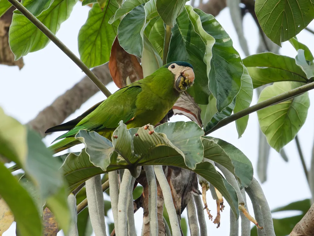 红肩金刚鹦鹉(Diopsittaca nobilis)