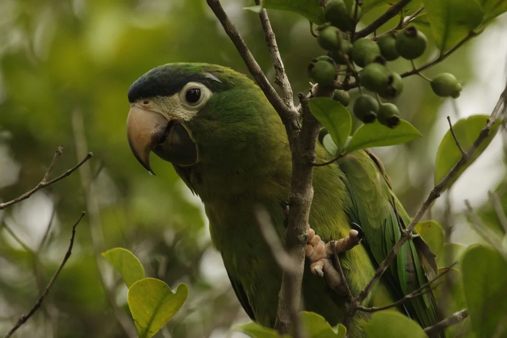 红肩金刚鹦鹉(Diopsittaca nobilis)
