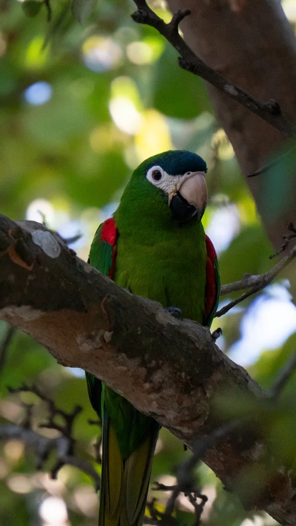 红肩金刚鹦鹉(Diopsittaca nobilis)