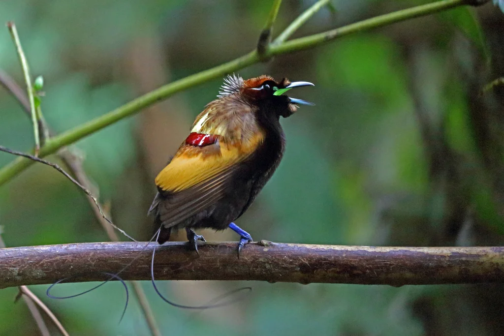 丽色极乐鸟(Diphyllodes magnificus)