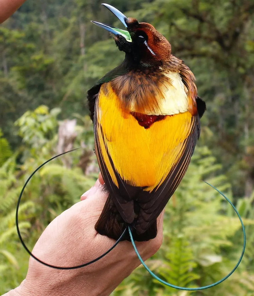 丽色极乐鸟(Diphyllodes magnificus)