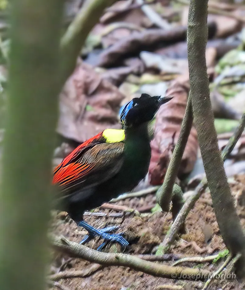 威氏极乐鸟(Diphyllodes respublica)