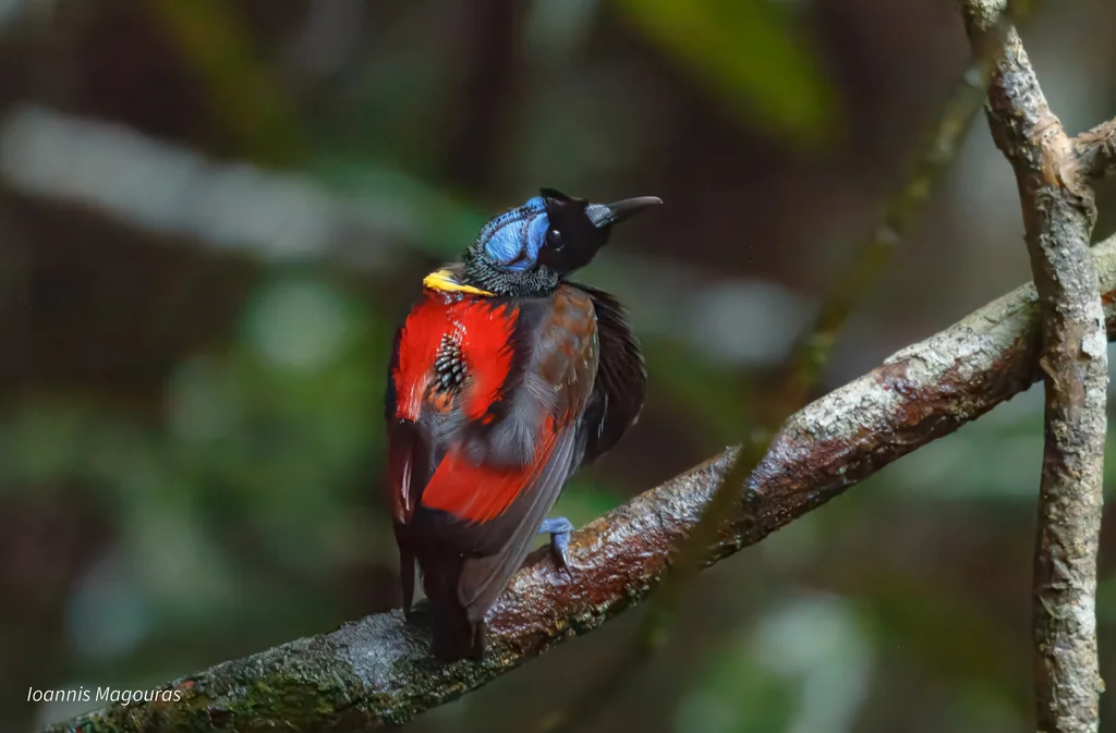 威氏极乐鸟(Diphyllodes respublica)