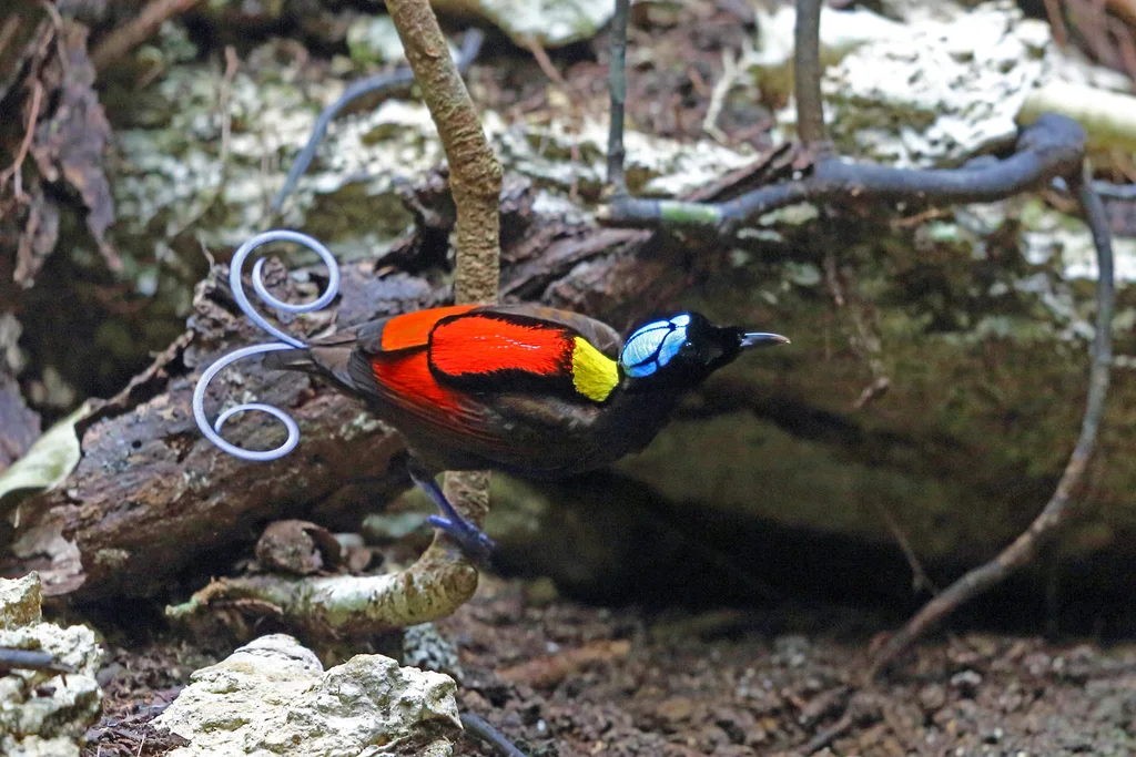 威氏极乐鸟(Diphyllodes respublica)