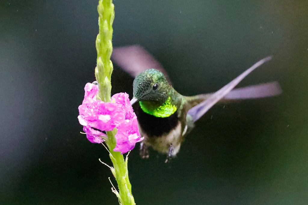 黑腹刺尾蜂鸟(Discosura langsdorffi)