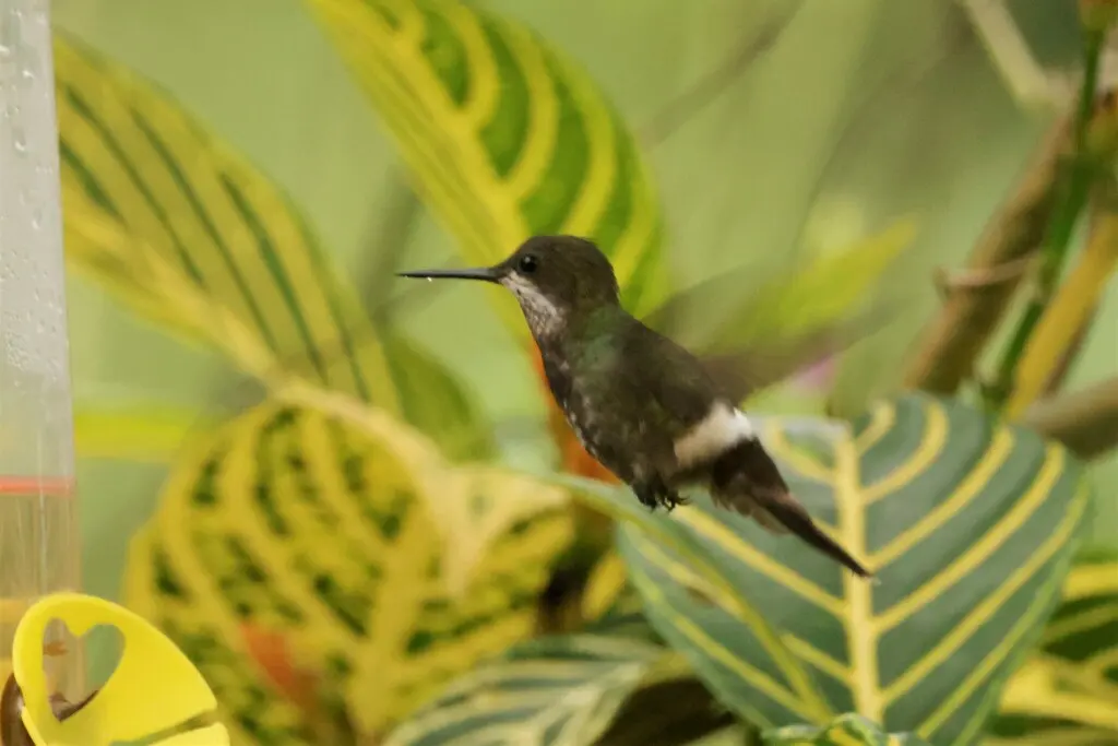 黑腹刺尾蜂鸟(Discosura langsdorffi)