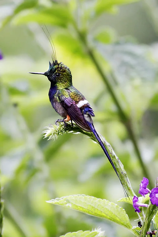 翎冠刺尾蜂鸟(Discosura popelairii)