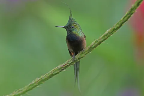 翎冠刺尾蜂鸟