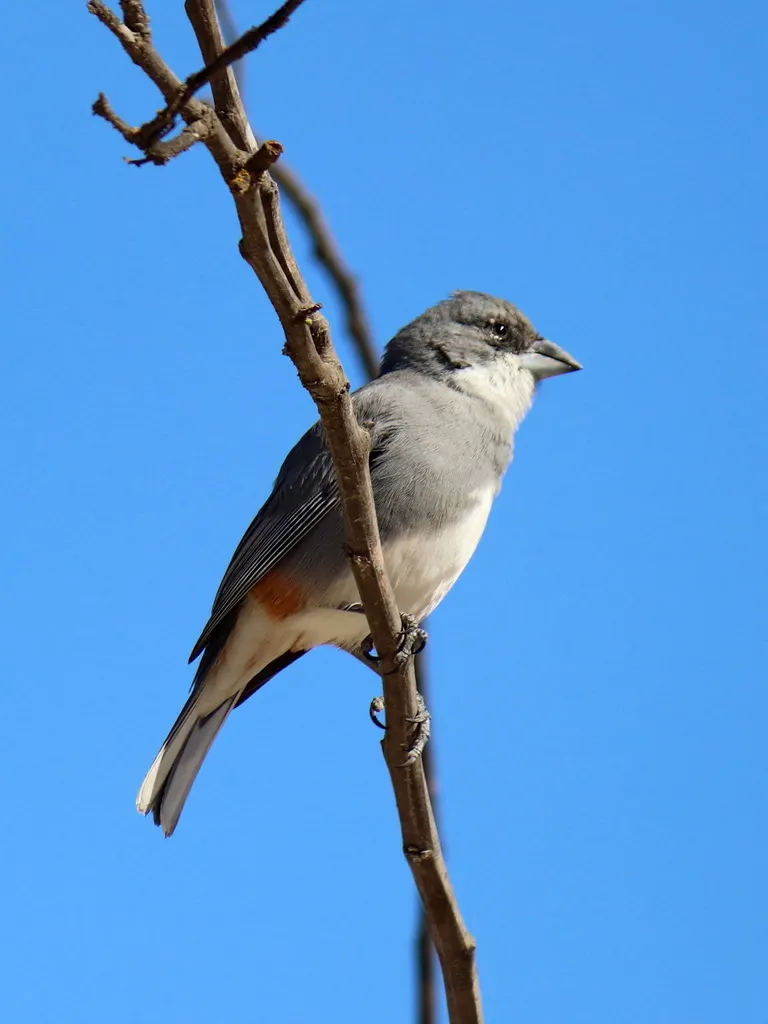 迪卡雀(Diuca diuca)