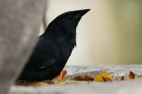 丛拟鹂