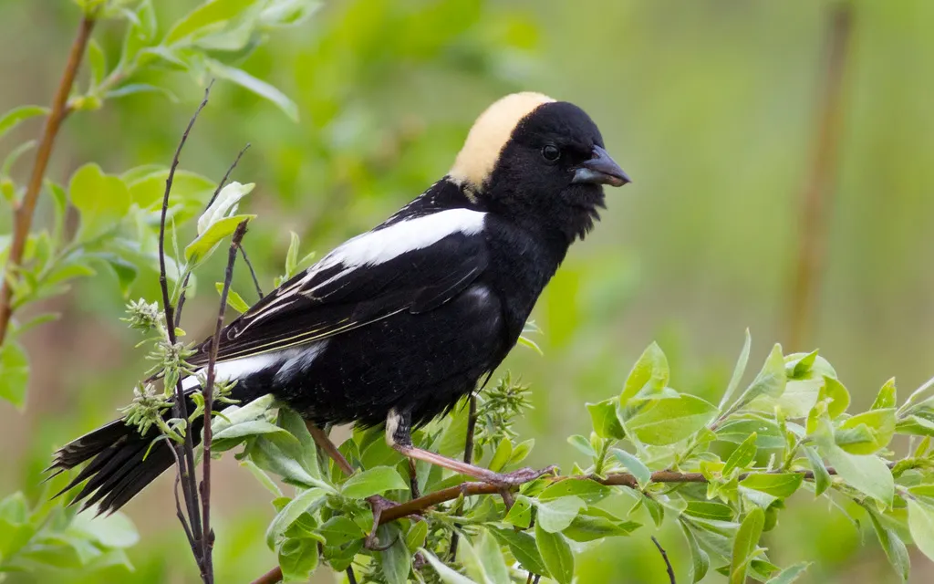 刺歌雀(Dolichonyx oryzivorus)