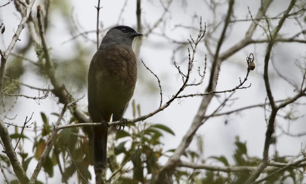 栗肛伞鸟(Doliornis sclateri)