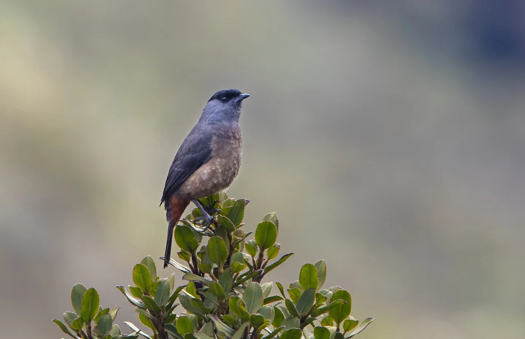栗肛伞鸟(Doliornis sclateri)