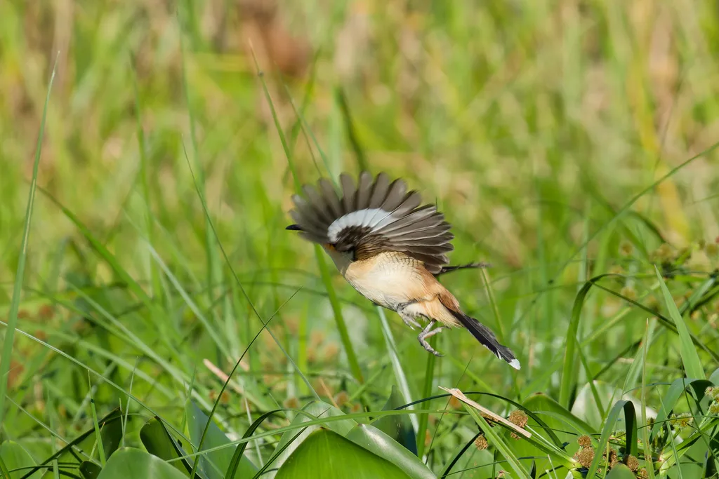黑顶鹪莺(Donacobius atricapilla)