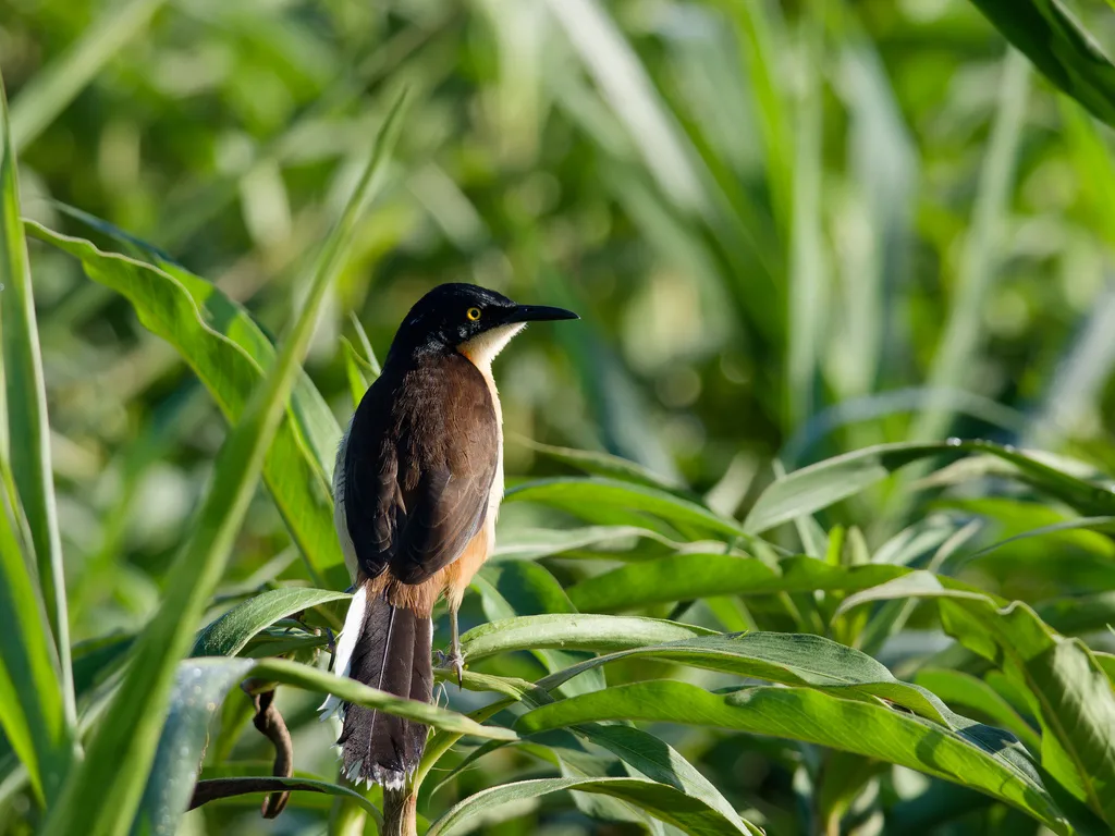 黑顶鹪莺(Donacobius atricapilla)