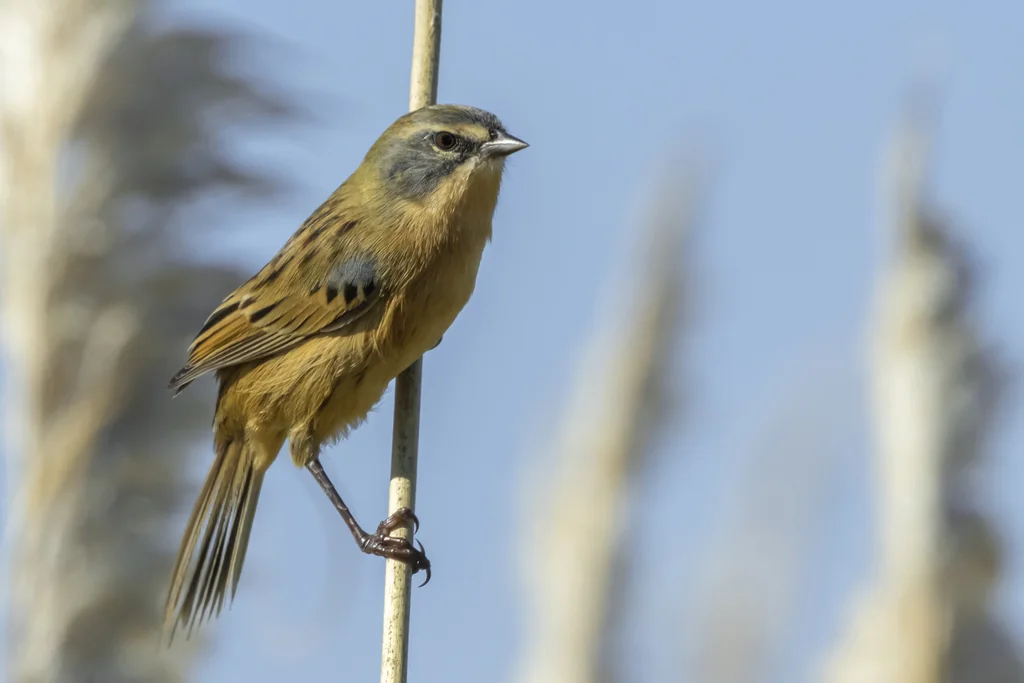 长尾芦雀(Donacospiza albifrons)