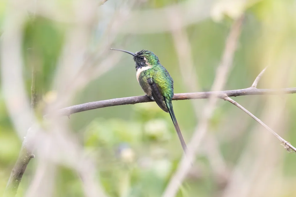 细剪尾蜂鸟(Doricha enicura)