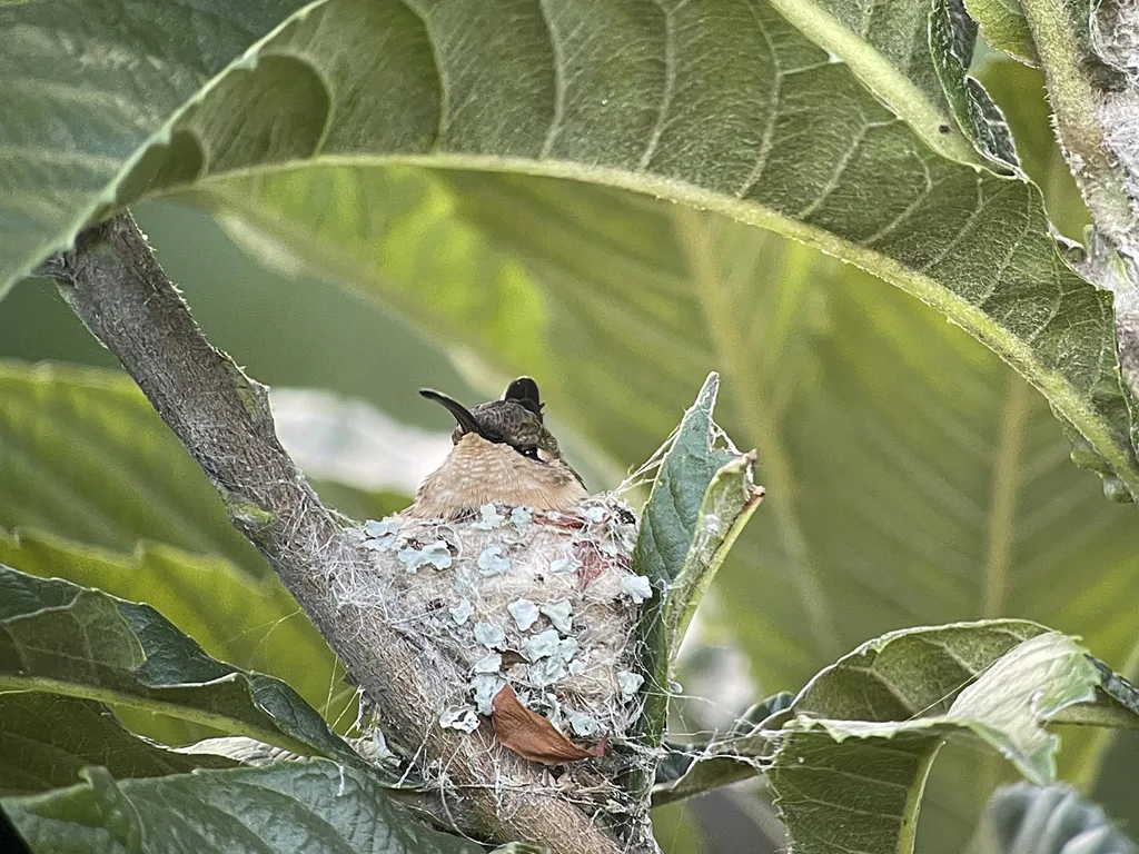 细剪尾蜂鸟(Doricha enicura)