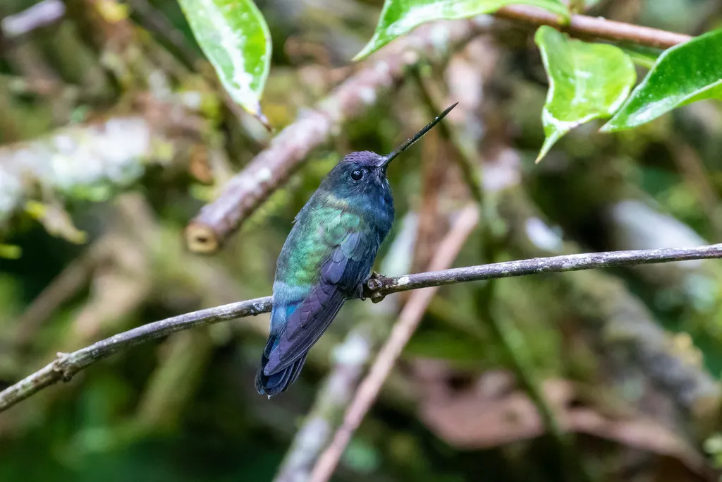 蓝额矛嘴蜂鸟(Doryfera johannae)