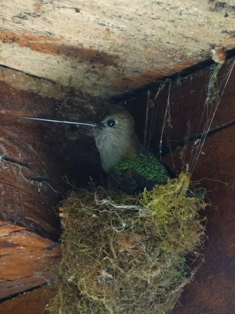 绿额矛嘴蜂鸟(Doryfera ludovicae)