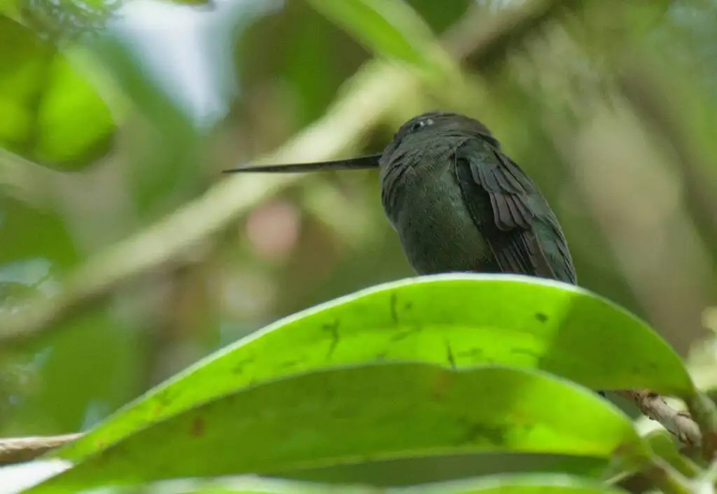 绿额矛嘴蜂鸟(Doryfera ludovicae)