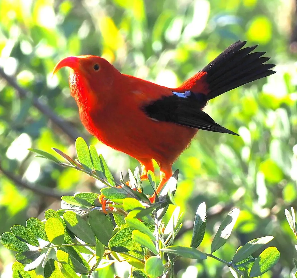镰嘴管舌雀(Drepanis coccinea)