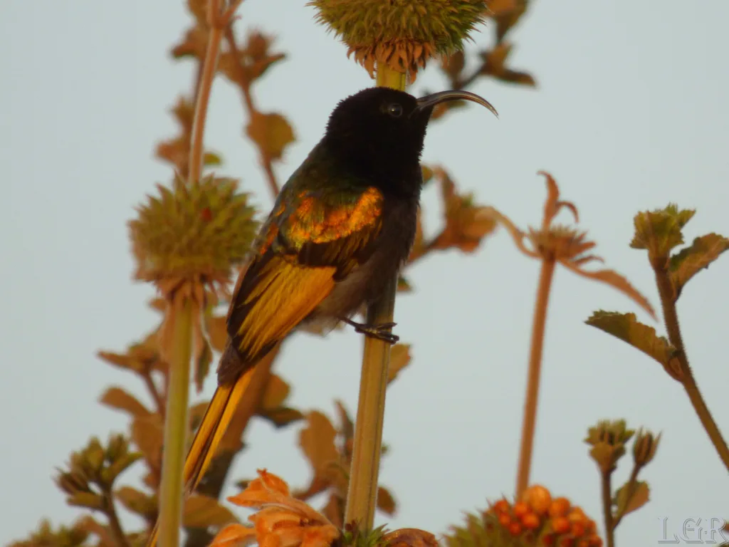 金翅花蜜鸟(Drepanorhynchus reichenowi)