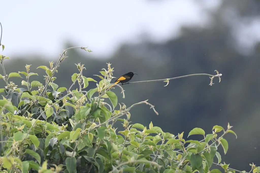 金翅花蜜鸟(Drepanorhynchus reichenowi)